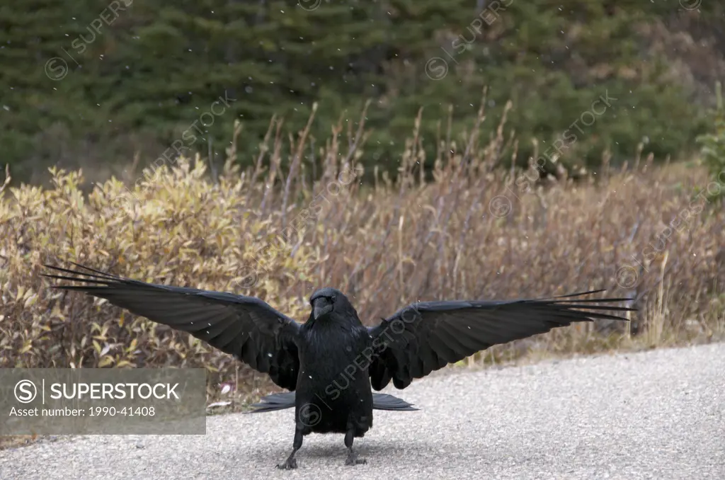 Adult Raven Corvus corax landing on gravel pathway with feathers outstretched in a Boreal Forest, Alberta, Canada.