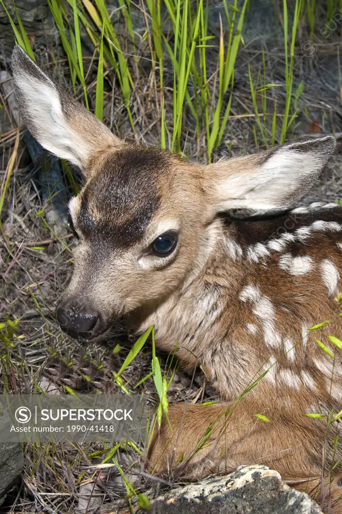 Newborn mule deer fawn Odocoileus hemionus southern Okanagan Valley, British Columbia