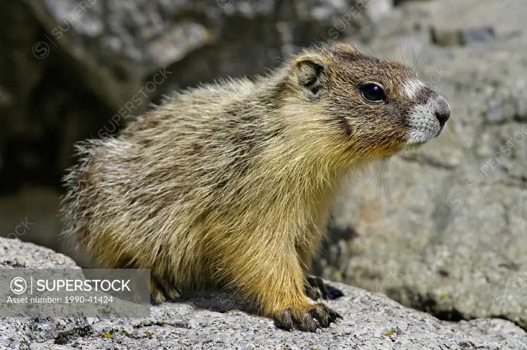Juvenile yellow_bellied marmot Marmota caligata, southern Okanagan Valley, British Columbia