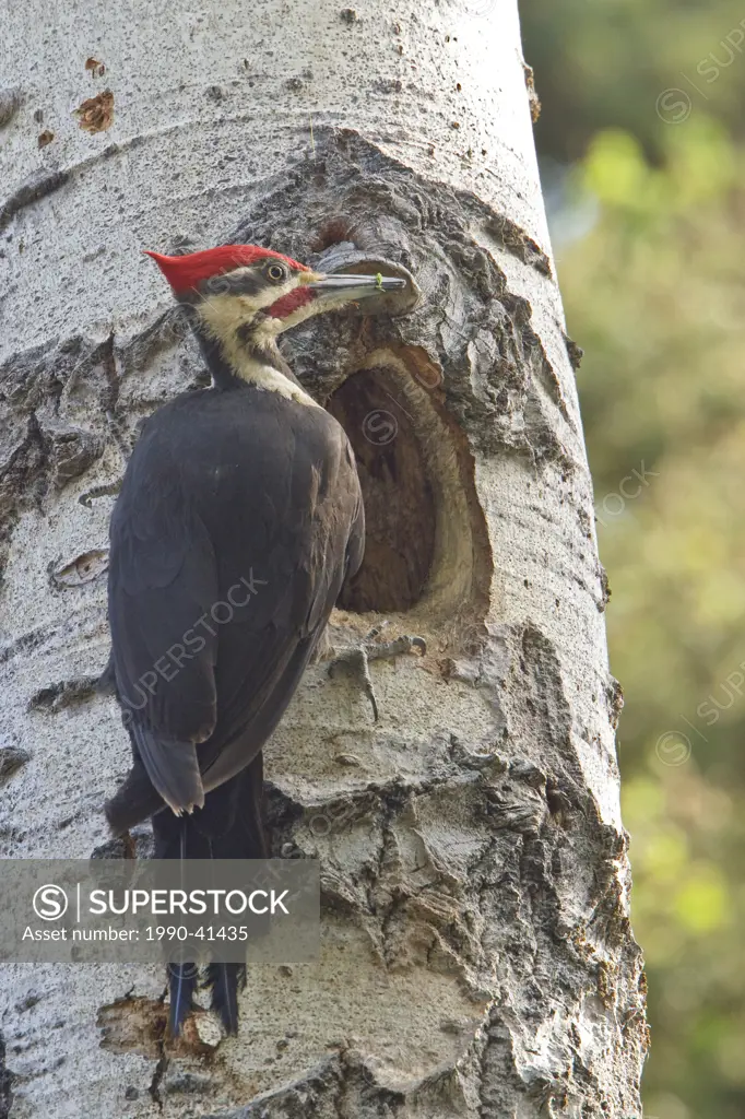 Pileated Woodpecker Dryocopus pileatus perched on a tree at its nest hole