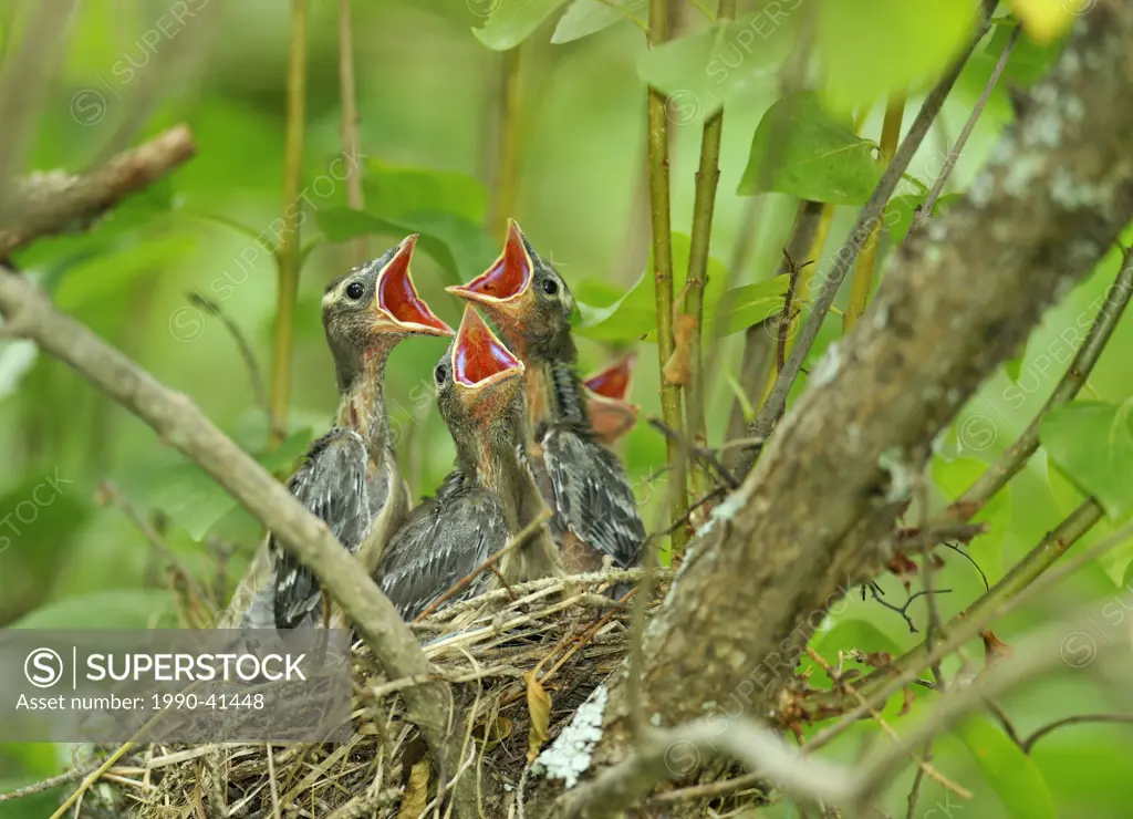 Cedar Waxwing Bombycilla cedrorum Young in nest