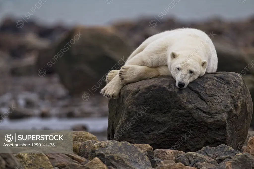 Polar bear laying on a rock, Churchill, Manitoba