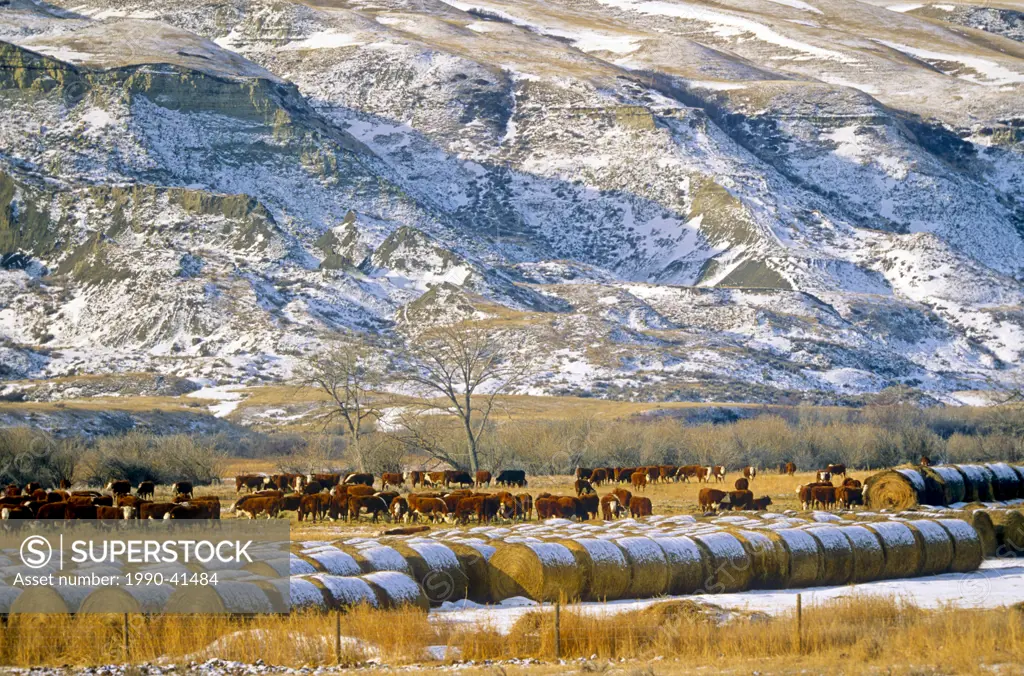 Cattle grazing in the badlands, Drumheller, Alberta, Canada