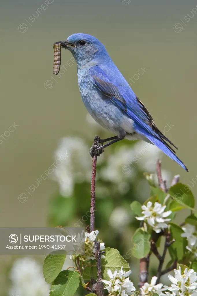 Mountain Bluebird Sialia currucoides perched on a branch