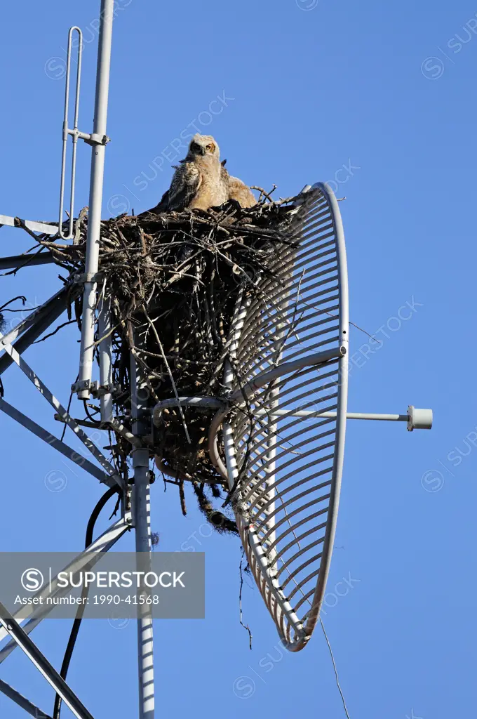 Great horned owl Bubo virgianus Young in nest in communications tower