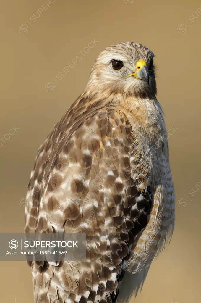 Red shouldered hawk Buteo lineatus, Kissimmee Prairie Preserve State Park, Florida, United States of America