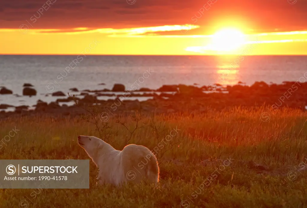 Polar bear at sunrise with Hudson´s bay in distance, Manitoba.