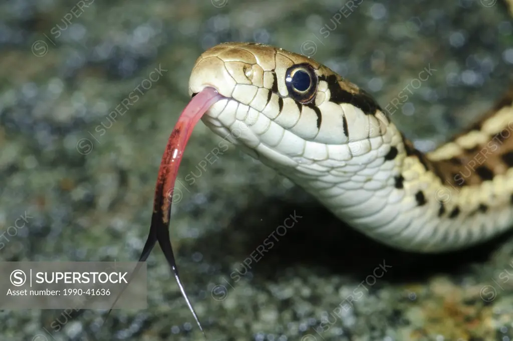 Western wandering garter snake Thamnophis elegans, southern Okanagan valley, British Columbia