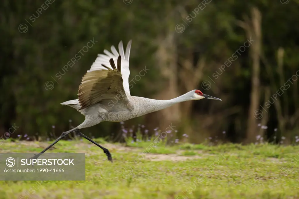 Sandhill crane Grus Canadensis, Venice Area Audubon Society Rookery, Vencie, Florida, United States of America