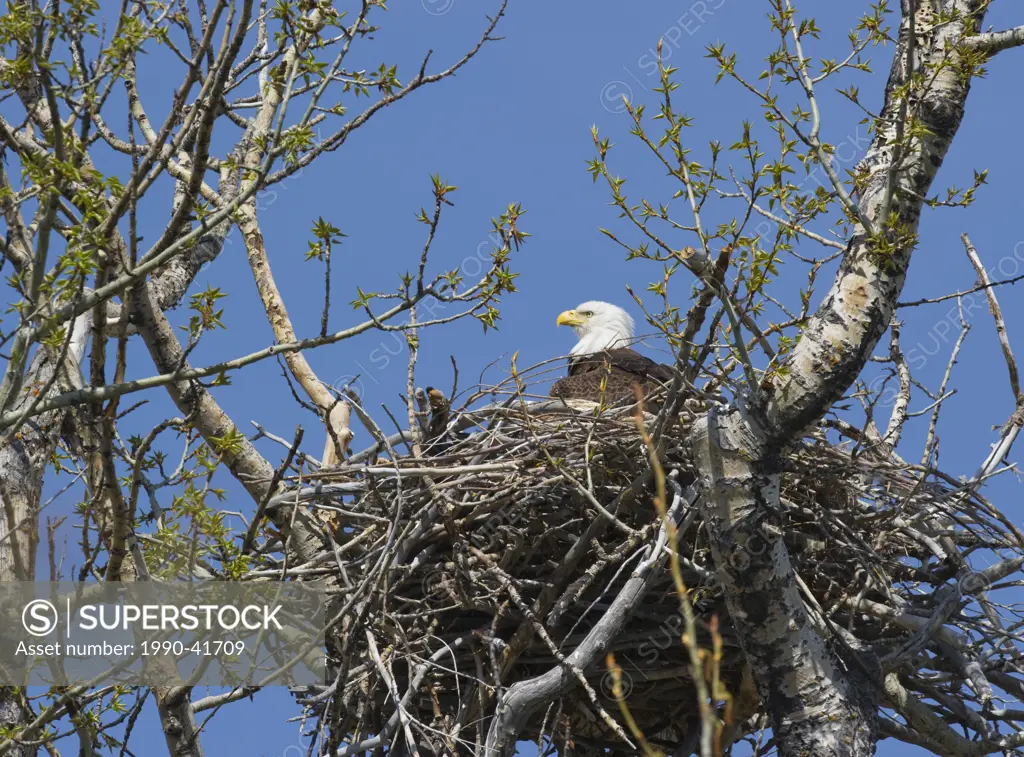 Bald Eagle Haliaeetus leucocephalus in nest, Southwest Alberta, Canada.