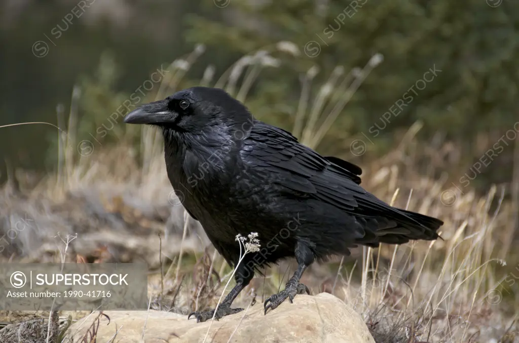 Adult Raven Corvus corax perched on boulder in a Boreal Forest, Alberta, Canada.