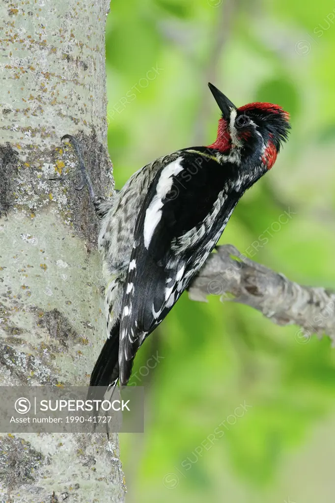 Red_naped sapsucker Sphyrapicus nuchalis, foraging for insects in sap wells it dug in aspen treees, southern Okanagan Valley, British Columbia