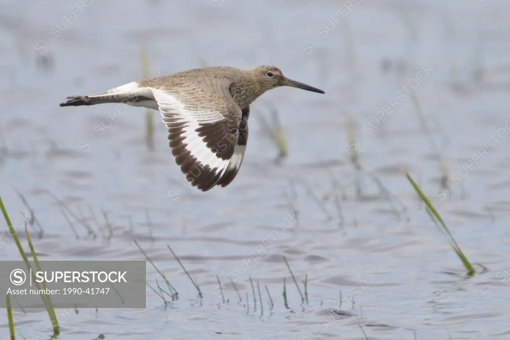 Willet Catoptrophophorus semipalmatus flying over a small pond