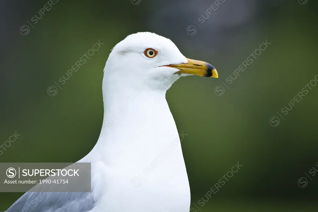 Ring_billed Gull, Larus delawarensis