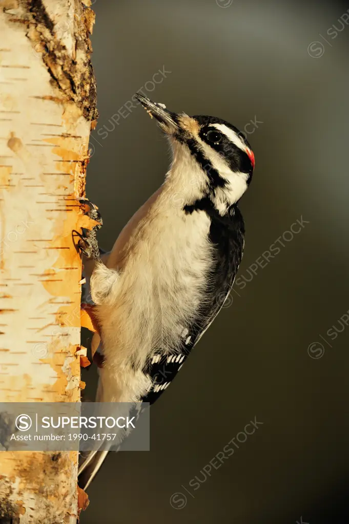 Hairy woodpecker Picoides villosus Male