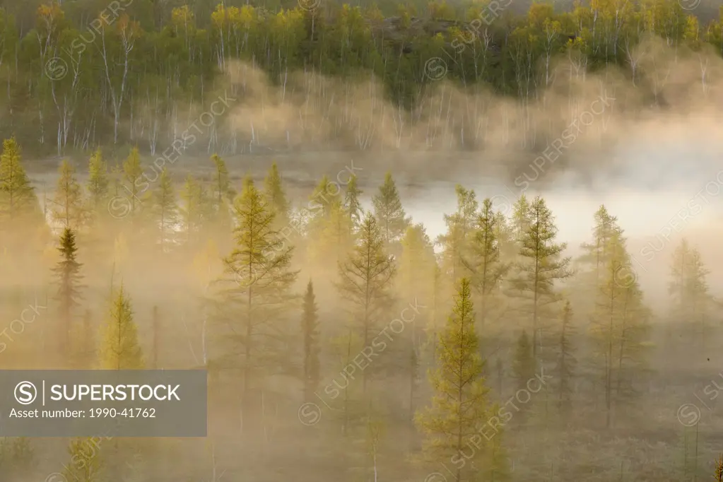 Spring trees in a misty valley at dawn, Lively, Sudbury, Ontario, Canada