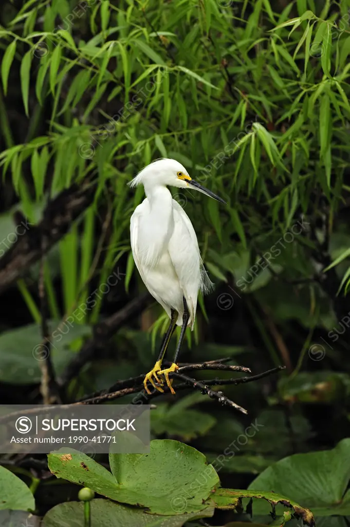 Snowy egret Egretta thula Watching for prey, Everglades National Park, Florida, United States of America