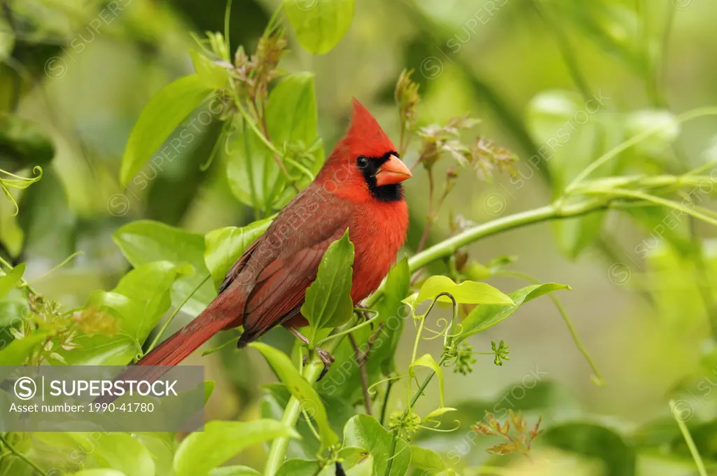 Northern Cardinal Cardinalis cardinalis male, Corkscrew Swamp Sanctuary, Naples, Florida, United States of America