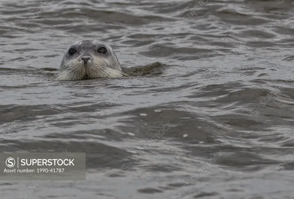 Bearded seal Erignathus barbatus, Hudson´s Bay, Manitoba.