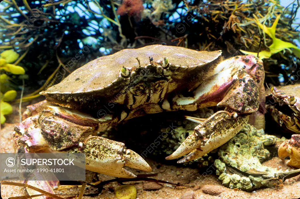 Atlantic Rock Crab, Cancer irroratus