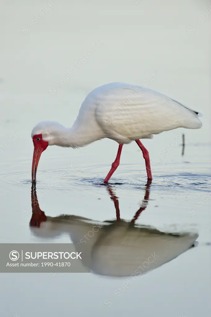 White ibis Eudocimus Albus