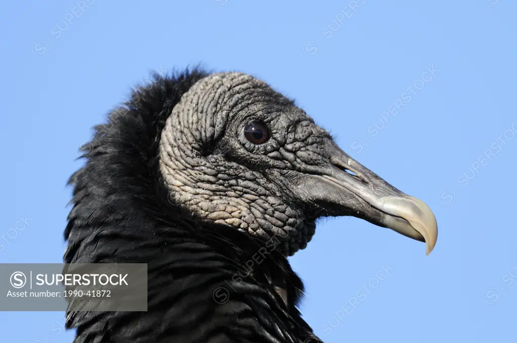 Black vulture Coragyps atratus