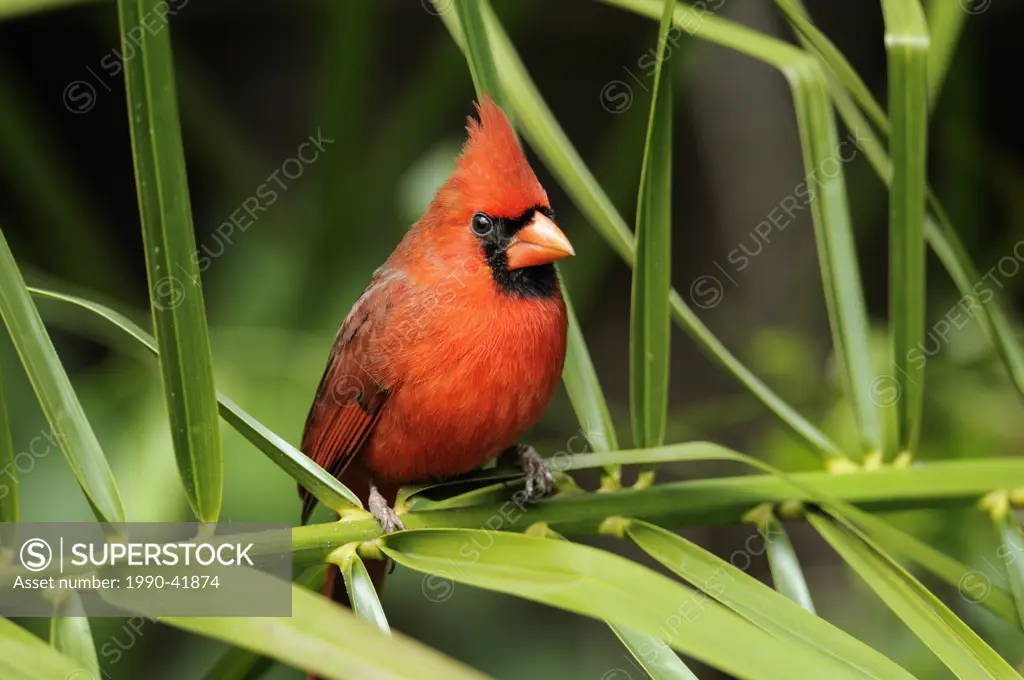 Northern Cardinal Cardinalis cardinalis male, Corkscrew Swamp Sanctuary, Naples, Florida, United States of America