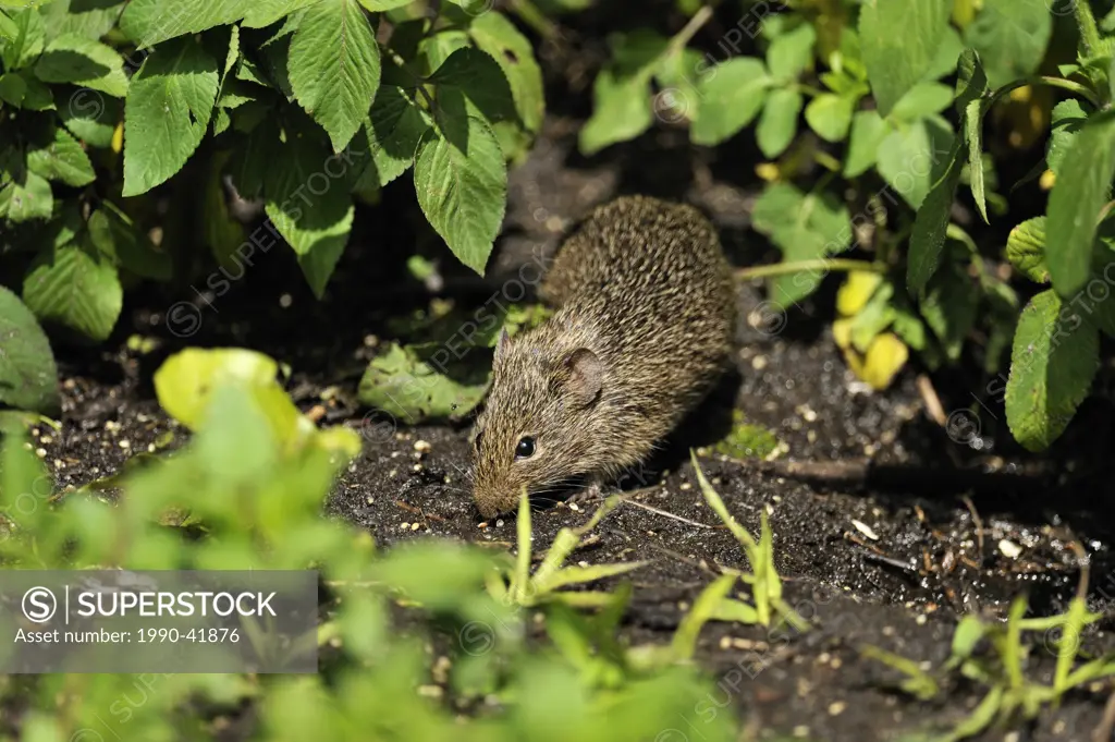 Norway Rat Rattus norvegicus foraging for seeds below bird seed feeder