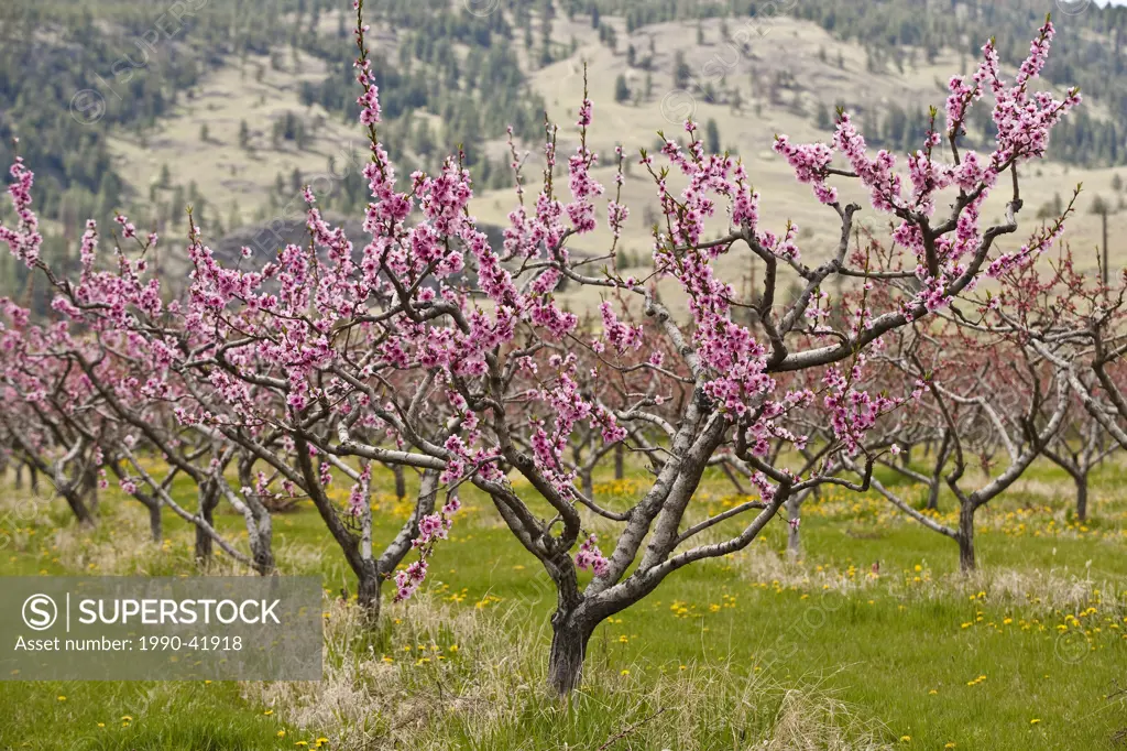 Blossoming peach trees near Oliver, Okanagan Valley, BC, Canada.