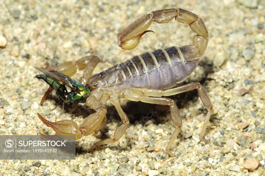 Northern scorpion Paruroctonus boreus eating a blowfly, southern Okanagan Valley, British Columbia