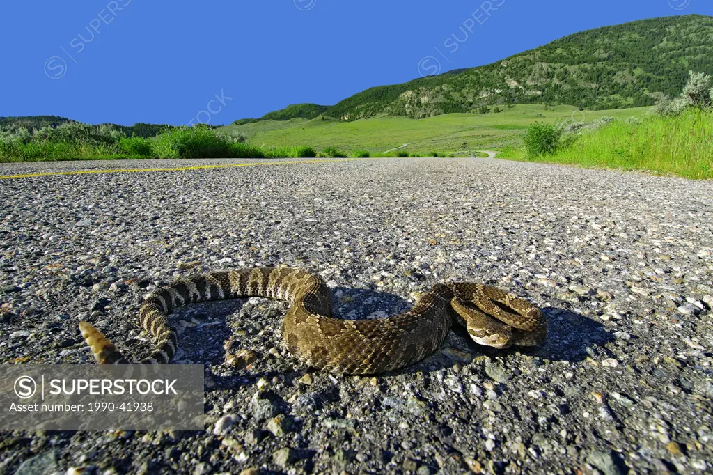 Western rattlesnake Crotalus oreganus crossing a highway, southern Okanagan Valley, British Columbia