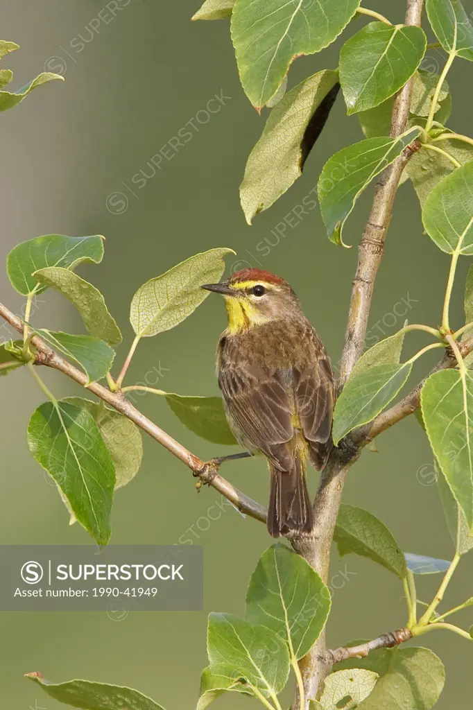 Palm Warbler Dendroica palmarum perched on a branch