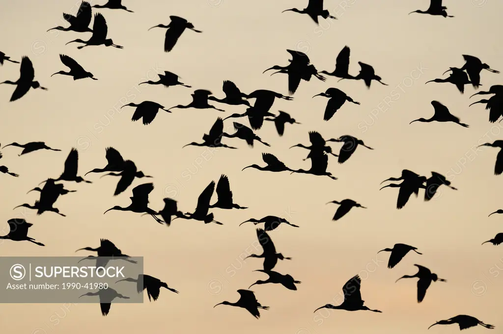 Glossy ibis Plegadis falcinellus flock flying in to roost, Venice Area Audubon Society Rookery, Vencie, Florida, United States of America