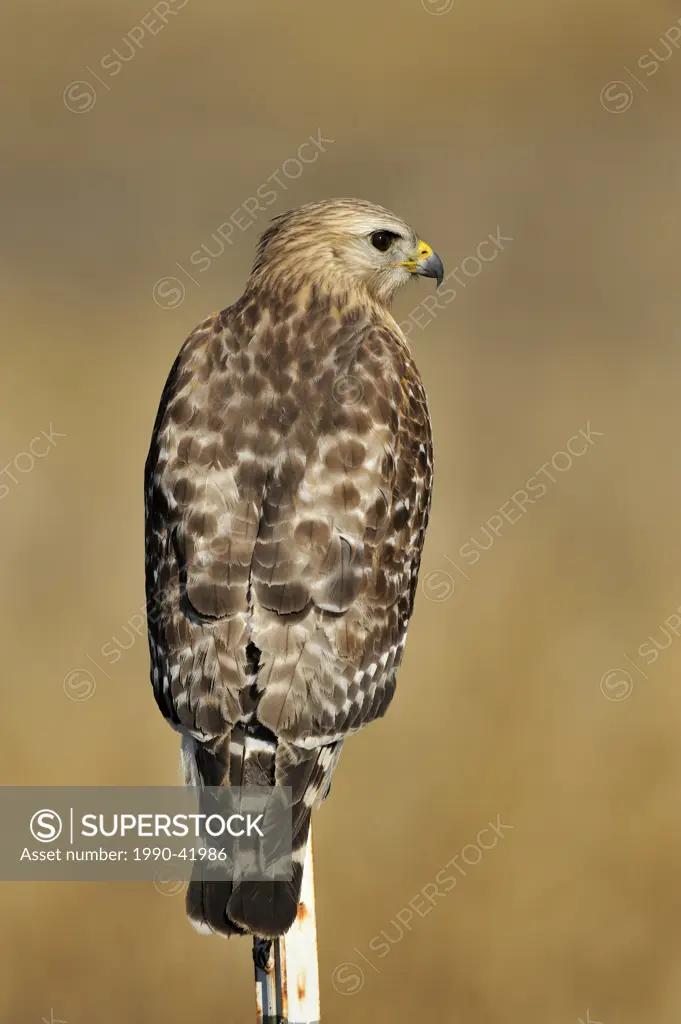 Red shouldered hawk Buteo lineatus, Kissimmee Prairie Preserve State Park, Florida, United States of America