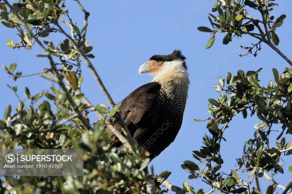 Crested Caracara Caracara cheriway Sentinel near nested, Kissimmee Prairie Preserve State Park, Florida, United States of America
