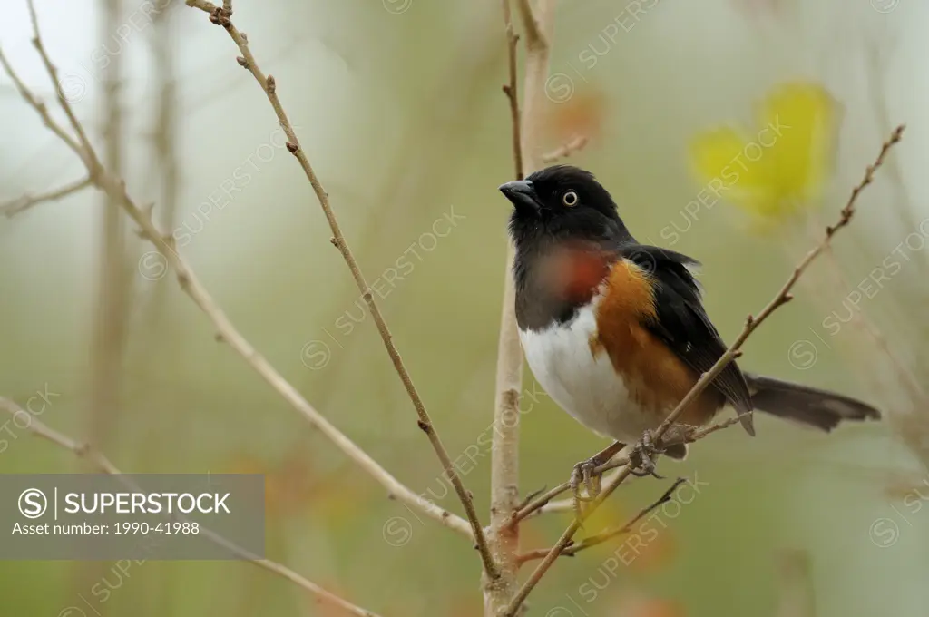 Rufous sided towhee Pipilo erythrophthalmus, Oscar Scherer State Park, Florida, United States of America