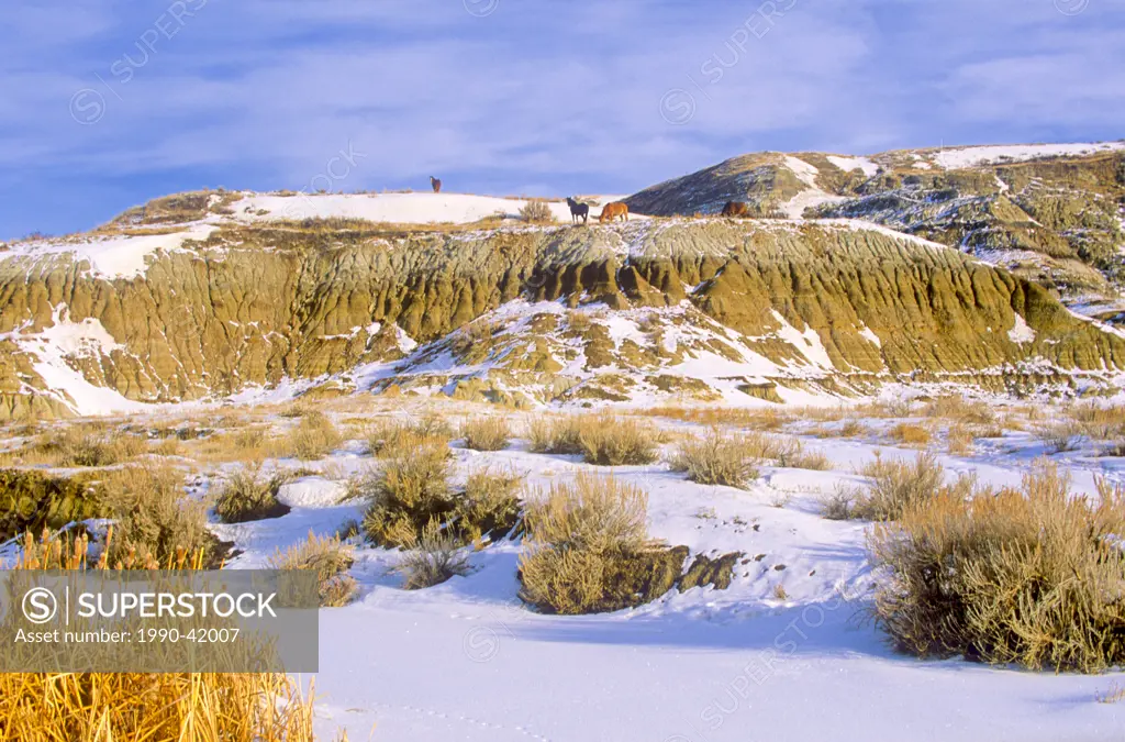 Horses, the badlands, East Coulee, Alberta, Canada