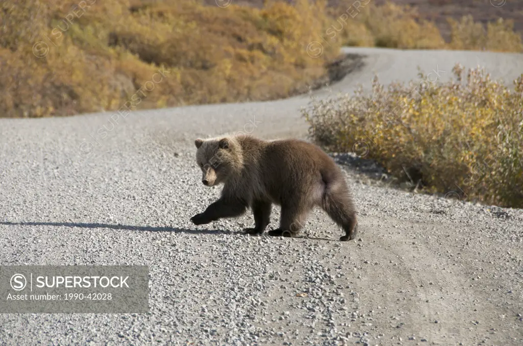 Wild Grizzly bear Ursus arctos horribilis cub walking across gravel road in Denali National Park, Alaska, United States of America.