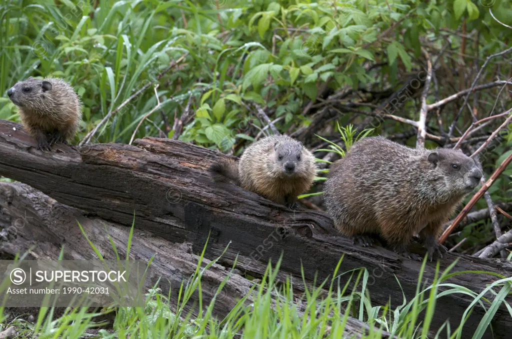 Mother Groundhog Marmota monax, also known as a woodchuck or whistle_pig, with two of her young following her, South Gillies, Ontario, Canada.