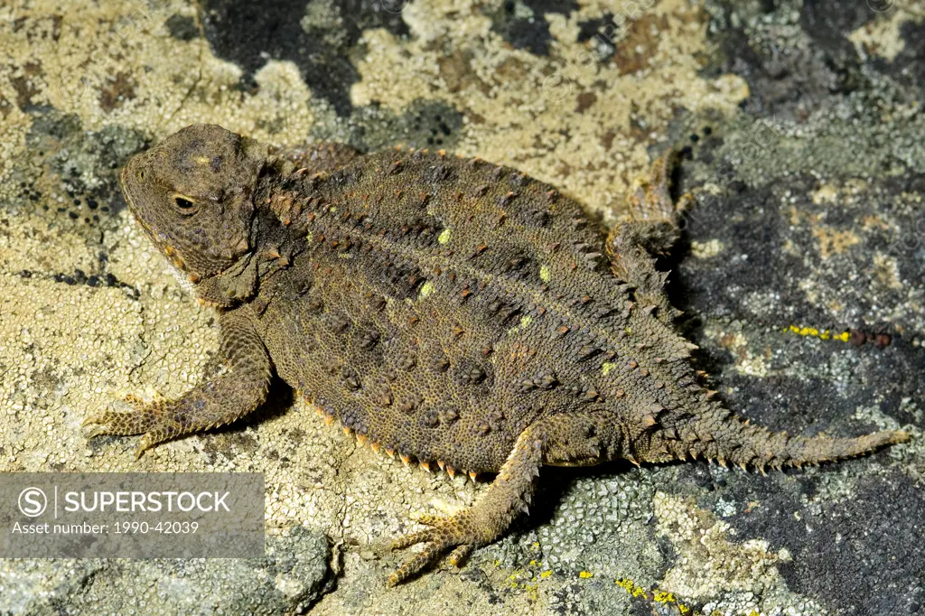 Pygmy horned lizard Phrynosoma douglasii relying on its cryptic coloration to blend in with its rocky habitat, north_central Washington, USA