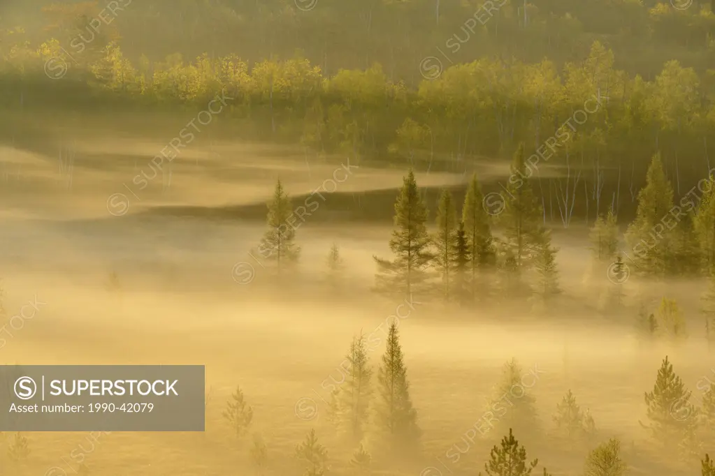 Spring trees in a misty valley at dawn, Lively, Sudbury, Ontario, Canada