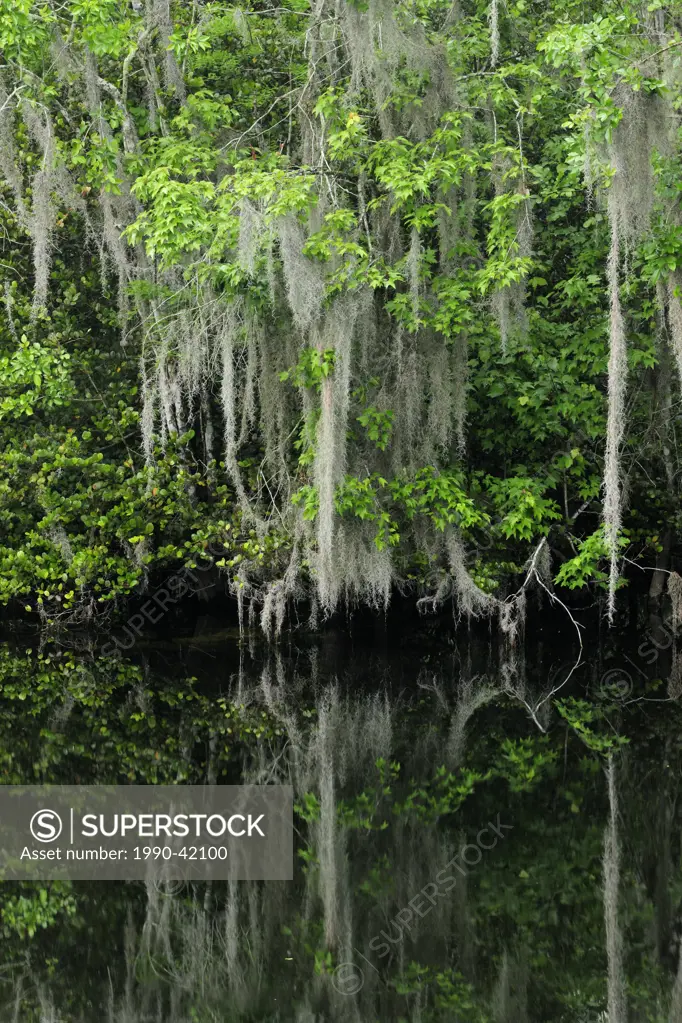 Spanish moss and trees reflected in the Turner River, Florida, United States of America