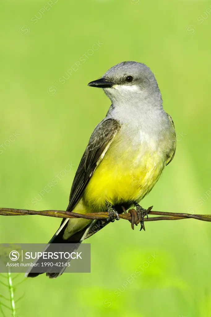 western kingbird Tyrannus verticalis, hunting for insects in a meadow filled with common mustard