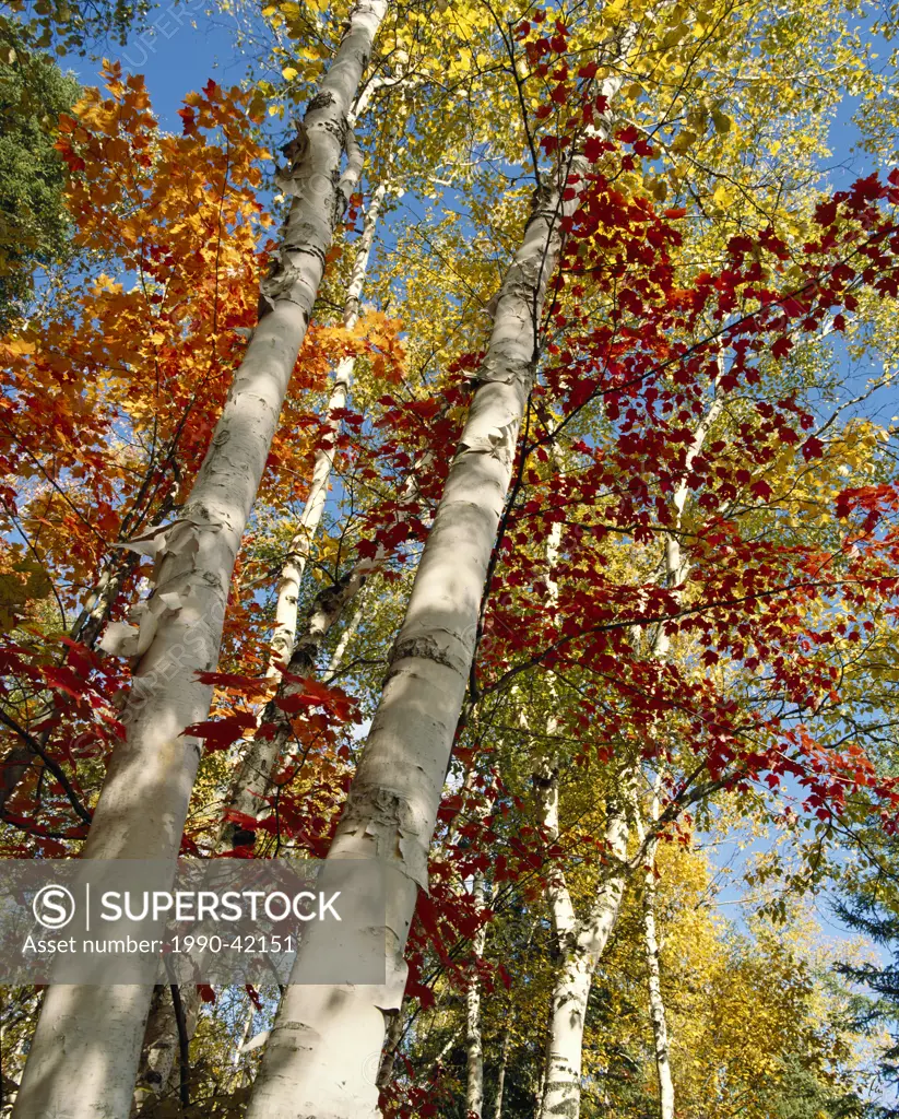 Autumn colours at Arrowhead Provincial Park. near Huntsville, Ontario, Canada