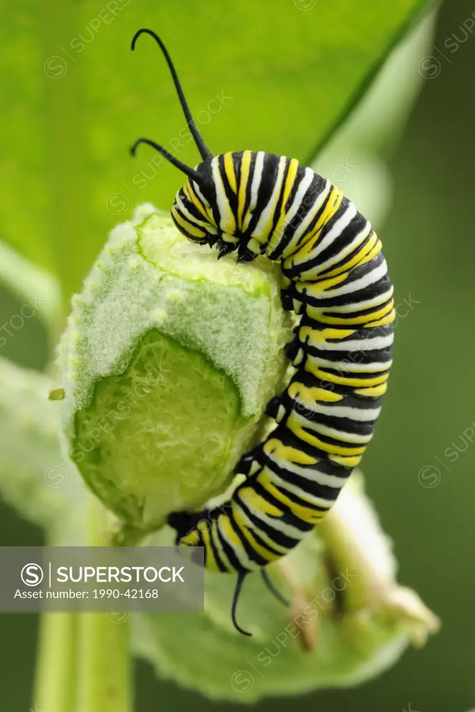 Monarch butterfly Danaus plexippus Caterpillar feeding on milkweed