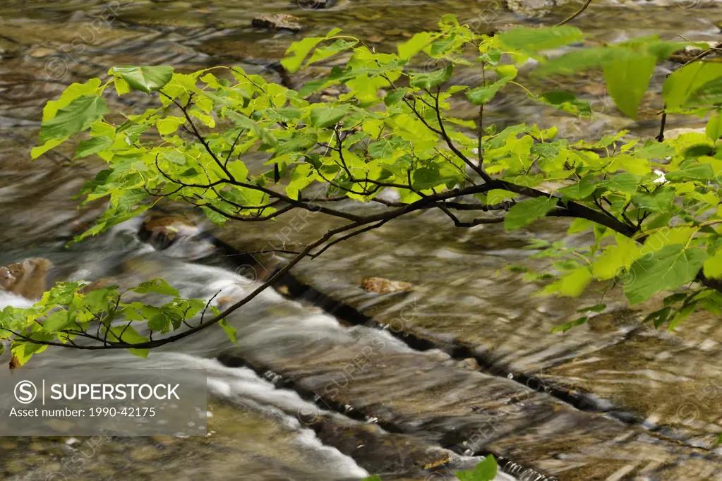 Tree branches overhanging the Kagawong River, Manitoulin Island, Ontario, Canada