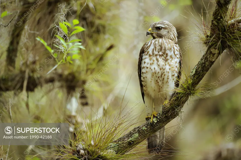 Red shouldered hawk Buteo lineatus Myakka River State Park, Florida, United States of America
