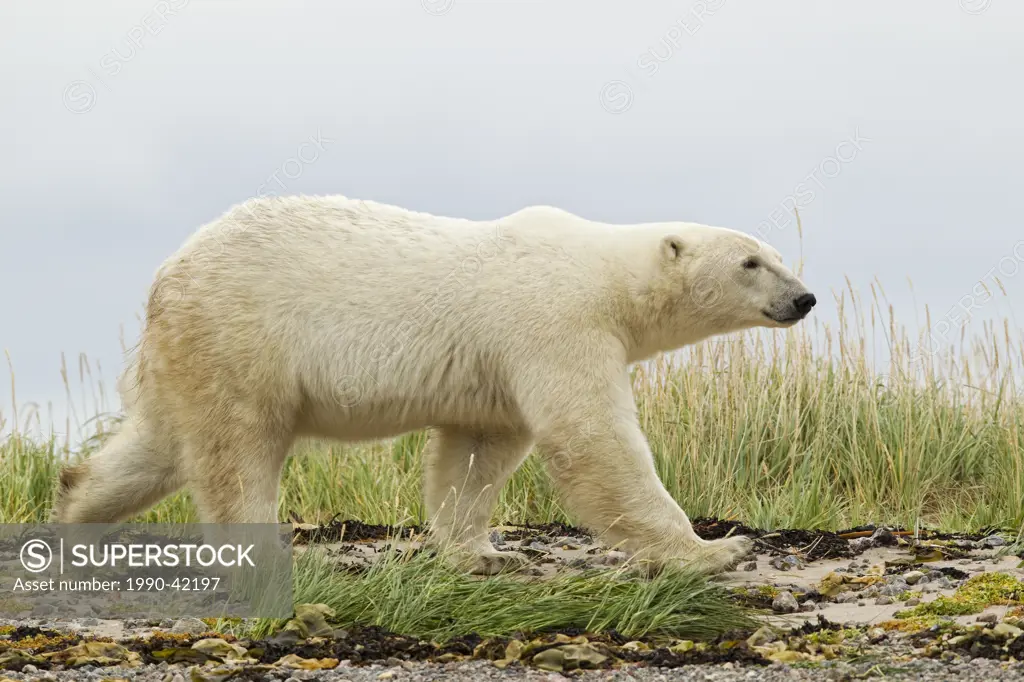 Polar bear, Churchill, Manitoba