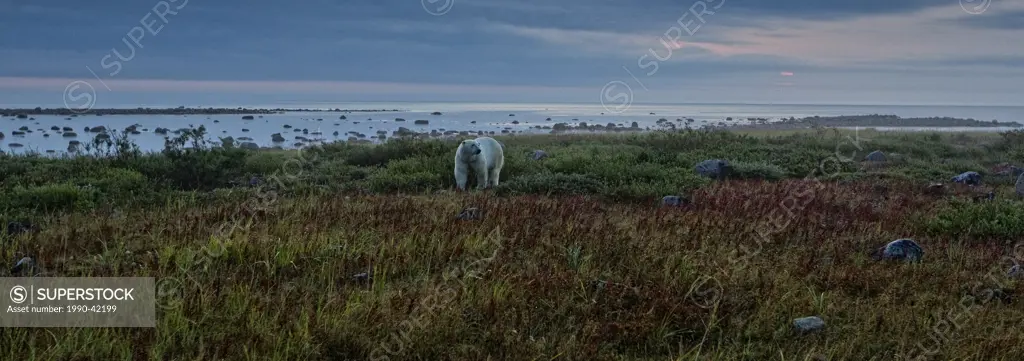 Panoramic view of Polar bear on tundra at dawn on the shore of Hudson´s Bay, Manitoba.