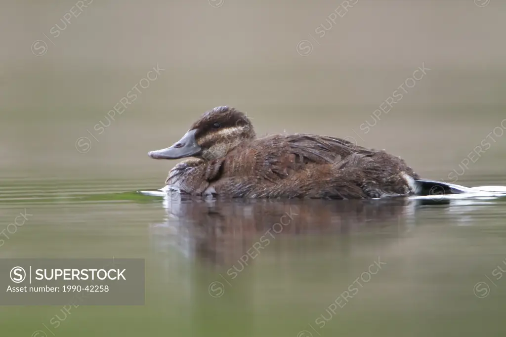 Ruddy Duck Oxyura jamaicensis in a pond